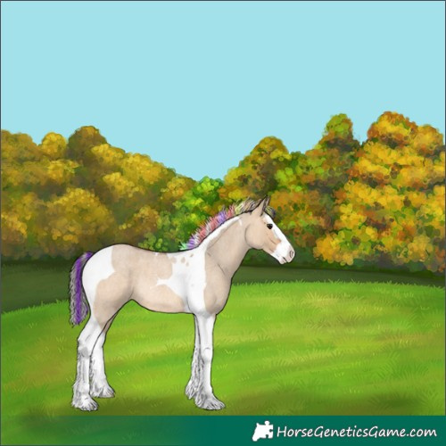 Horse Color:Painted Bay Roan Dun Splash Tobiano Rabicano 