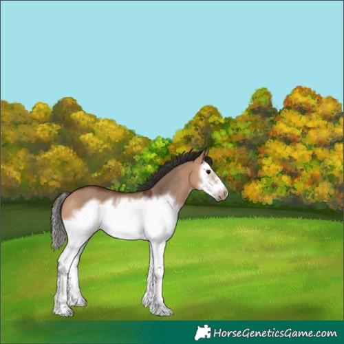 Horse Color:Bay Dun Splash Frame Rabicano 