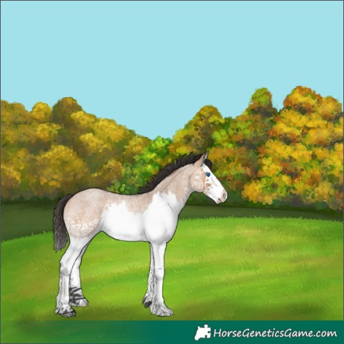 Horse Color:White Spotted Bay Roan Dun Splash Rabicano 
