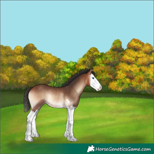 Horse Color:Bay Onyx Splash Rabicano 