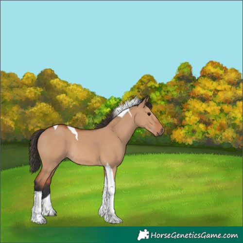Horse Color:Bay Dun Tobiano Rabicano 
