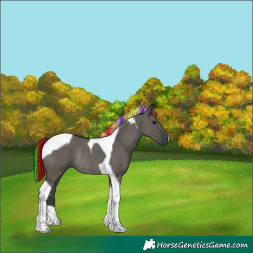 Horse Color:Painted Grullo Tobiano Rabicano 