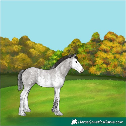 Horse Color:Smoky Grullo Roan Sabino Splash Rabicano 