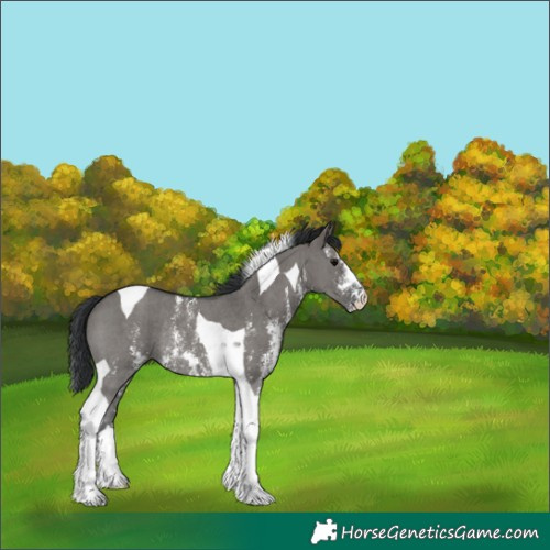 Horse Color:Grullo Sabino Tobiano Rabicano 