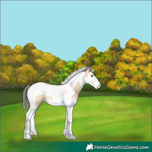 Horse Color:Buckskin Dun Splash Tobiano Rabicano 