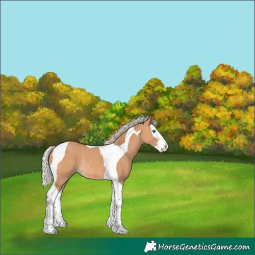 Horse Color:Silver Bay Dun Splash Tobiano Rabicano 