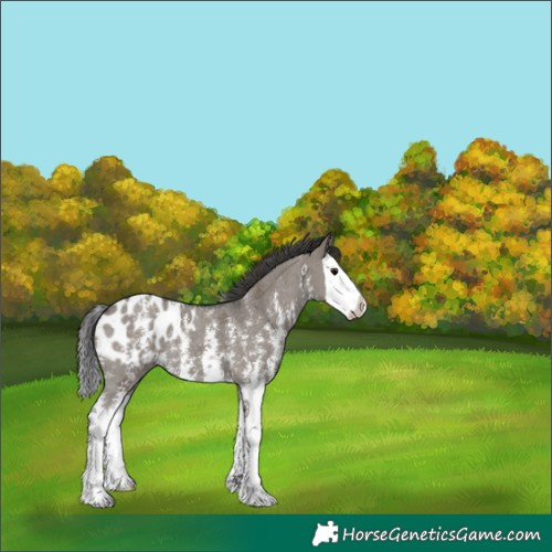 Horse Color:Grullo Sabino Splash Blanket 