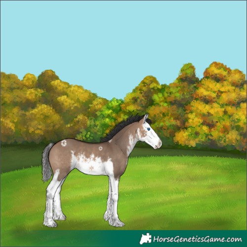 Horse Color:White Spotted Brown Dun Splash 