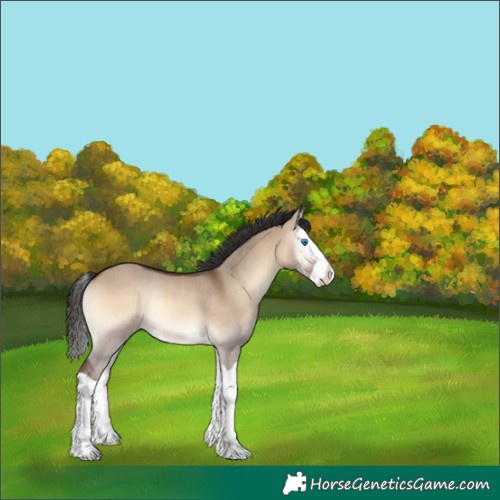 Horse Color:Brown Onyx Splash Rabicano 