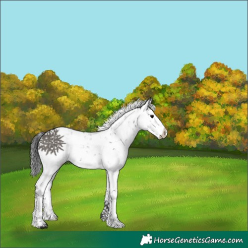 Horse Color:Grullo Sabino Splash Rabicano 