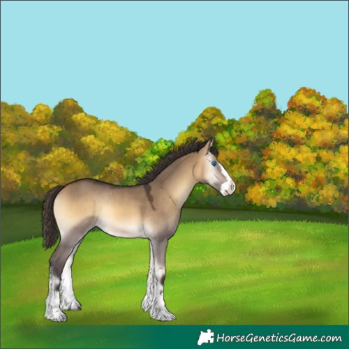 Horse Color:Buckskin Onyx Splash Rabicano 