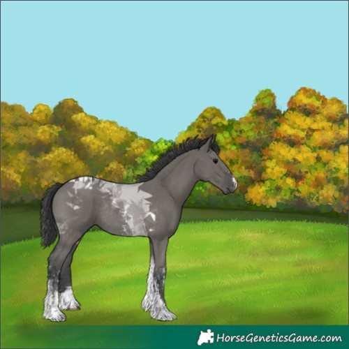 Horse Color:Grullo Sabino Tobiano Rabicano 