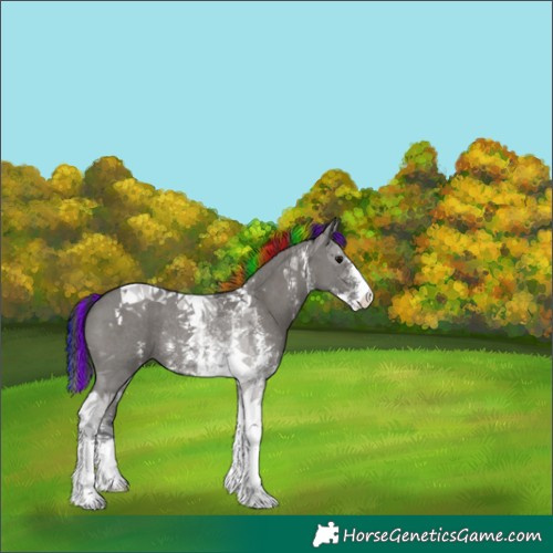 Horse Color:Painted Grullo Sabino Tobiano Rabicano 
