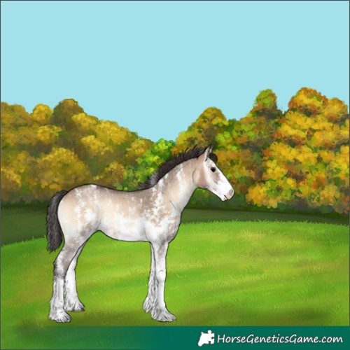 Horse Color:Brown Onyx Sabino Rabicano 