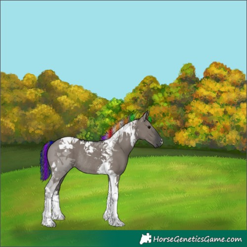 Horse Color:Painted Grullo Tobiano Rabicano 