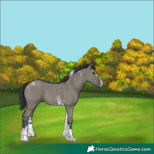 Horse Color:Grullo Sabino Tobiano Rabicano 