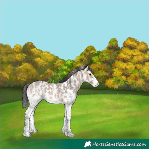 Horse Color:Brown Dun Sabino Rabicano 