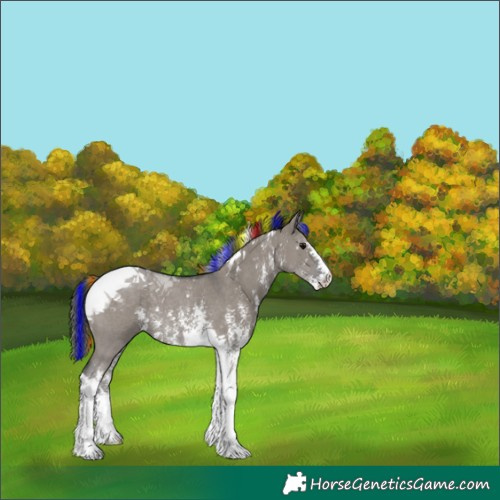 Horse Color:Painted Grullo Sabino Tobiano Rabicano 