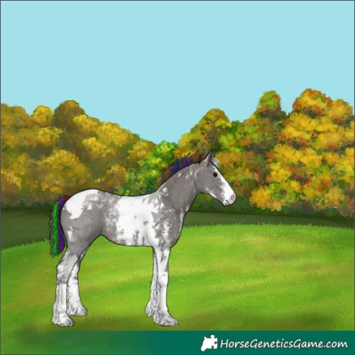 Horse Color:Painted Grullo Sabino Tobiano Rabicano 