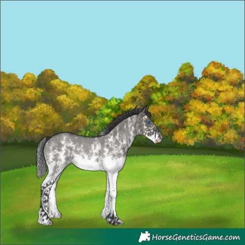 Horse Color:Grullo Sabino Splash Rabicano 