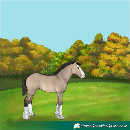 Horse Color:Brown Dun Splash Rabicano 