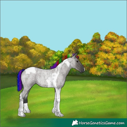 Horse Color:Painted Grullo Roan Tobiano Rabicano 