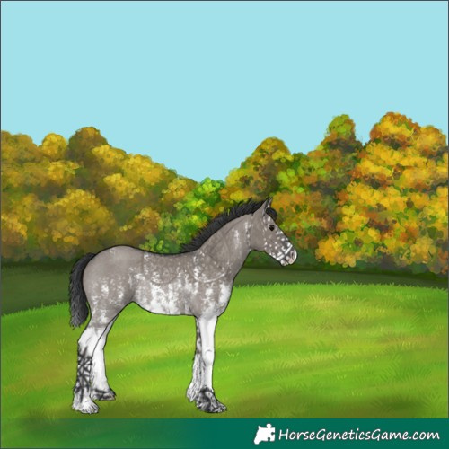 Horse Color:Grullo Sabino Splash Rabicano 