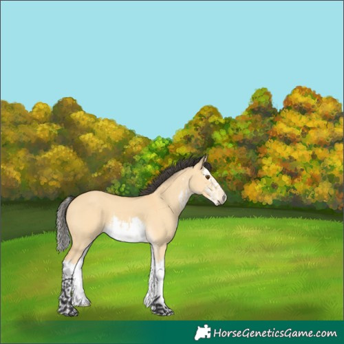 Horse Color:White Spotted Buckskin Dun Splash 