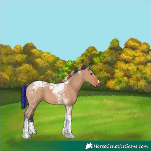 Horse Color:Painted Bay Dun Tobiano Rabicano 