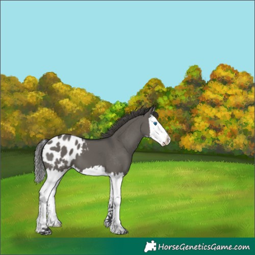 Horse Color:White Spotted Grullo Splash Appaloosa 