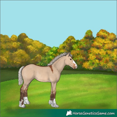 Horse Color:Silver Bay Dun Rabicano 