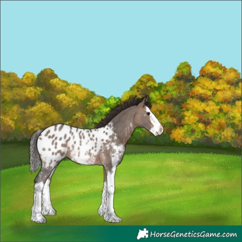 Horse Color:Brown Dun Sabino Splash Appaloosa Rabicano 