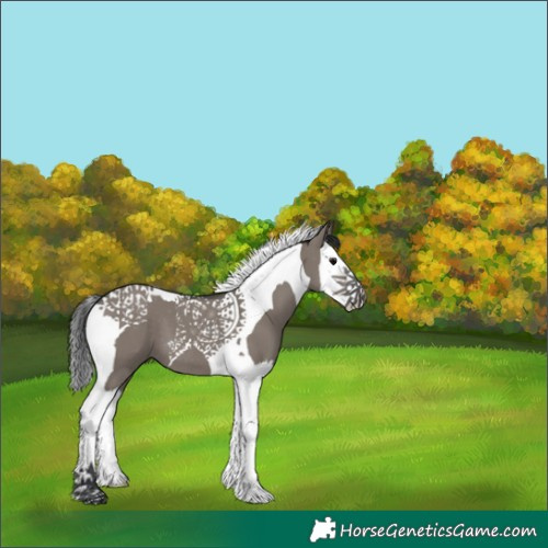 Horse Color:White Spotted Grullo Splash Tobiano 
