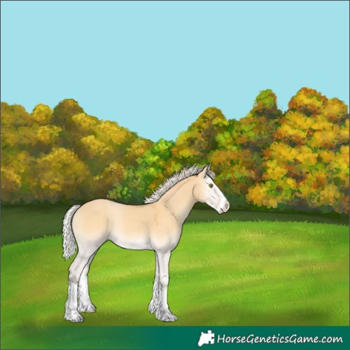 Horse Color:Silver Amber Cream Champagne Onyx Splash Rabicano 