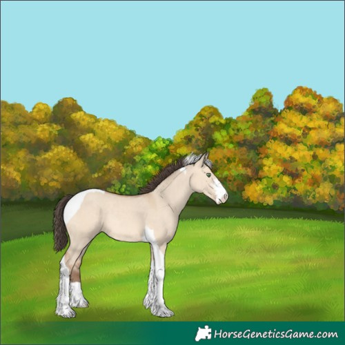 Horse Color:Amber Champagne Dun Sabino Tobiano Rabicano 
