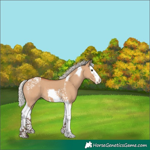 Horse Color:White Spotted Silver Bay Dun Splash Tobiano 