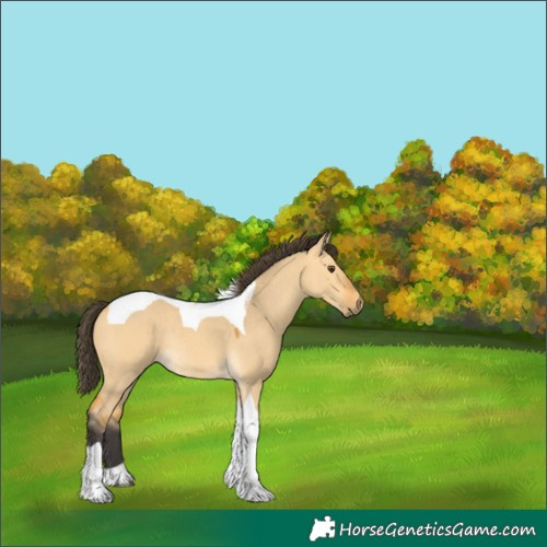 Horse Color:Buckskin Dun Tobiano Rabicano 