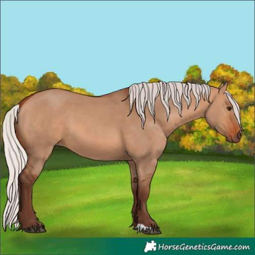 Horse Color:Silver Bay Dun 