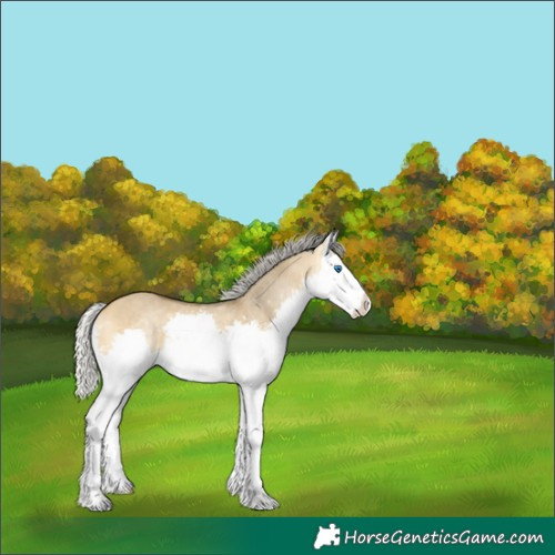 Horse Color:Silver Buckskin Dun Sabino Splash Rabicano 