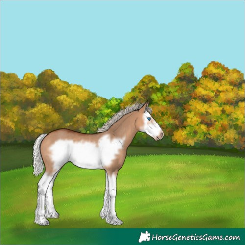 Horse Color:Silver Bay Dun Sabino Splash Frame Rabicano 