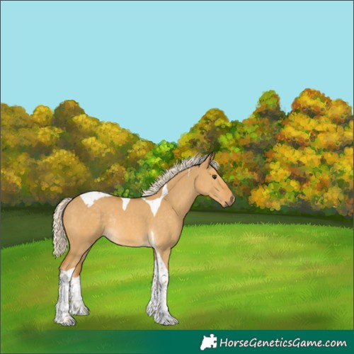 Horse Color:Palomino Dun Tobiano Rabicano 