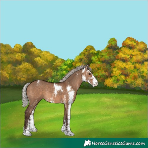 Horse Color:Silver Brown Dun Sabino Rabicano 