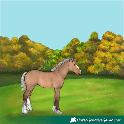 Horse Color:Silver Brown Dun Sabino Rabicano 
