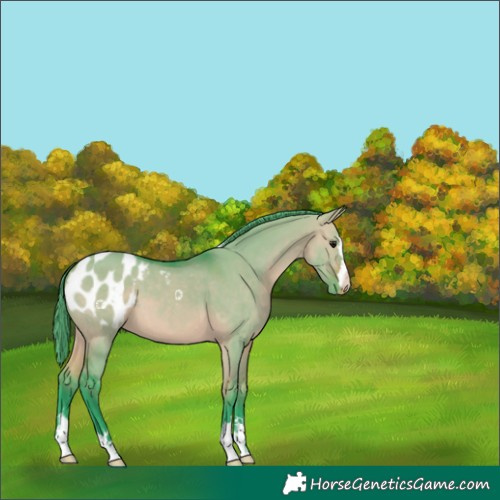 Horse Color:Watercolor Bay Dun Appaloosa 