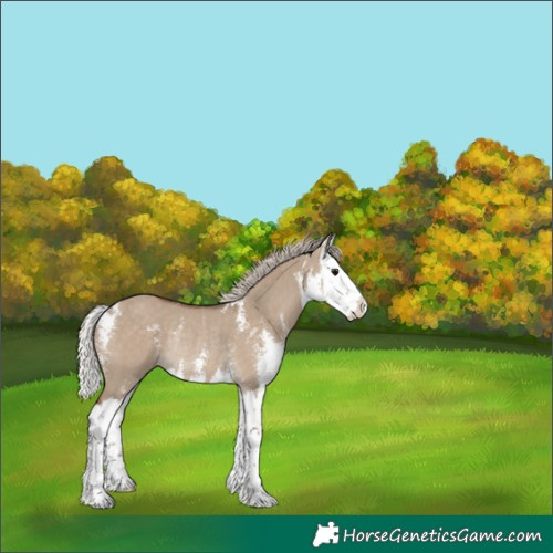 Horse Color:Silver Grullo Sabino Splash Rabicano 