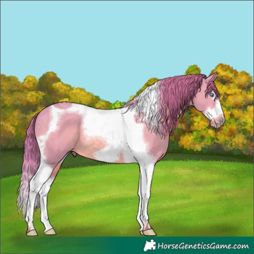 Horse Color:Watercolor Red Dun Splash Tobiano Frame Rabicano 