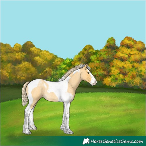 Horse Color:Palomino Roan Dun Splash Tobiano Rabicano 
