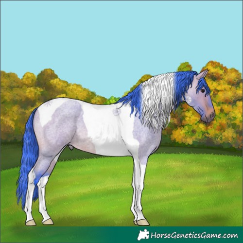 Horse Color:Watercolor Bay Roan Dun Tobiano 