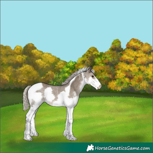 Horse Color:Silver Smoky Grullo Sabino Splash Tobiano Rabicano 