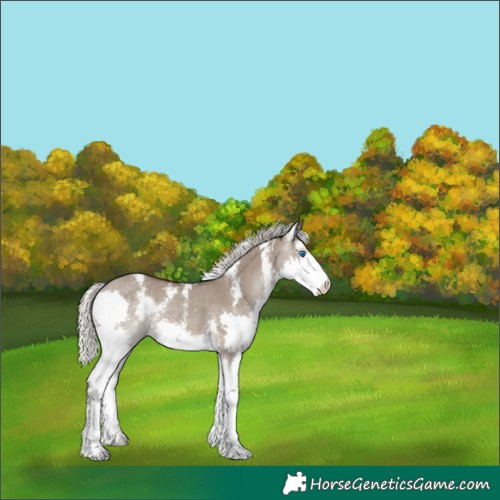 Horse Color:Silver Grullo Sabino Splash Rabicano 